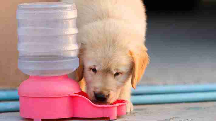 Qual è il miglior distributore d'acqua per cani del 2021 ?